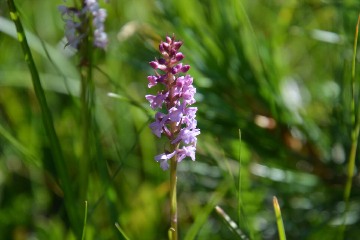 Rosengarten 11.07.2022